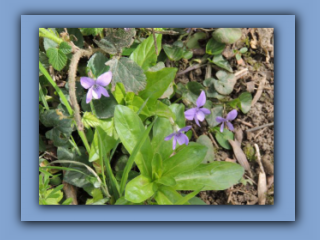 Common Dog-violet. Hetton Park. 24th April 2024_Prv.jpg